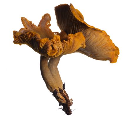 Fungi